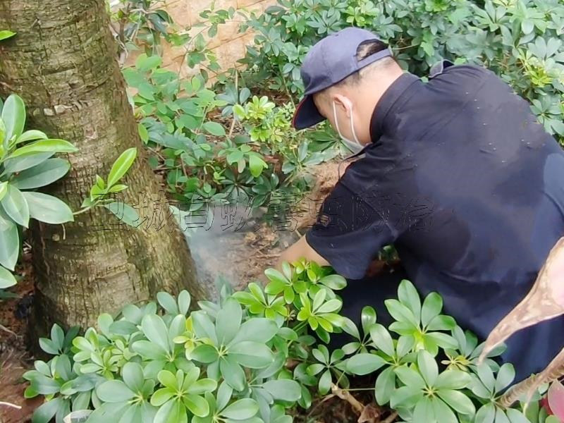 深圳市沙头白蚁防治机构-高质量防治公司